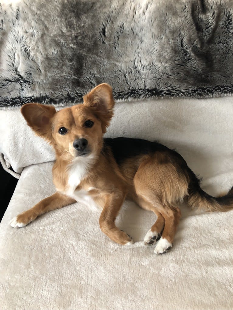 Louie, a Rat Terrier and Yorkshire Terrier mix tested with EmbarkVet.com