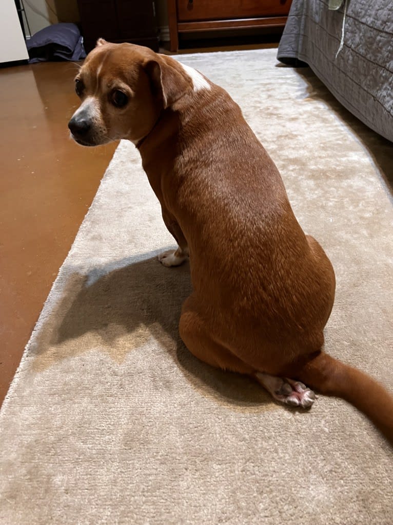Ruby, a Rat Terrier and Chihuahua mix tested with EmbarkVet.com