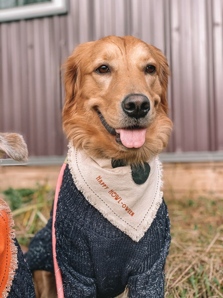 Marley, a Golden Retriever tested with EmbarkVet.com