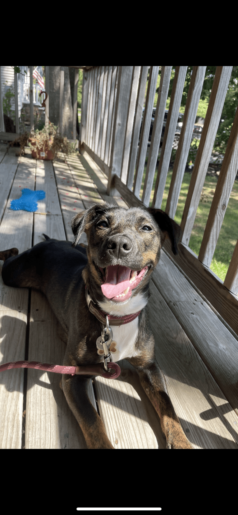 Charlie, an American Pit Bull Terrier and American Staffordshire Terrier mix tested with EmbarkVet.com