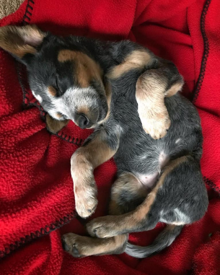 Levi, an Australian Cattle Dog and Bluetick Coonhound mix tested with EmbarkVet.com