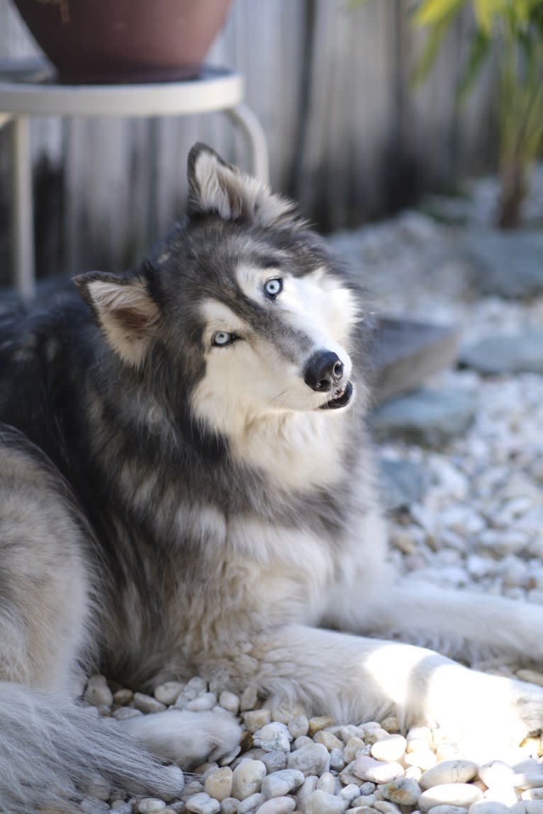 Mooshka, a Siberian Husky and Alaskan Malamute mix tested with EmbarkVet.com