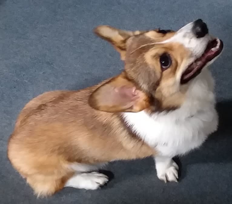 Miles, a Pembroke Welsh Corgi tested with EmbarkVet.com