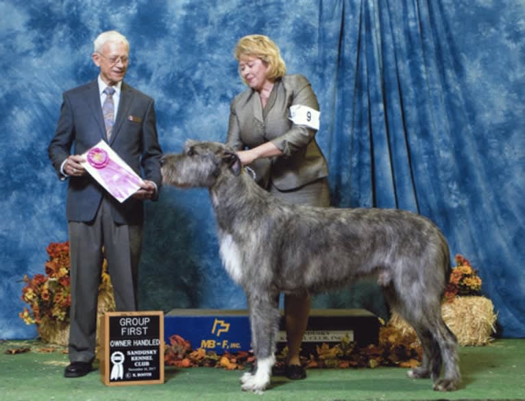 Vidarr, an Irish Wolfhound tested with EmbarkVet.com