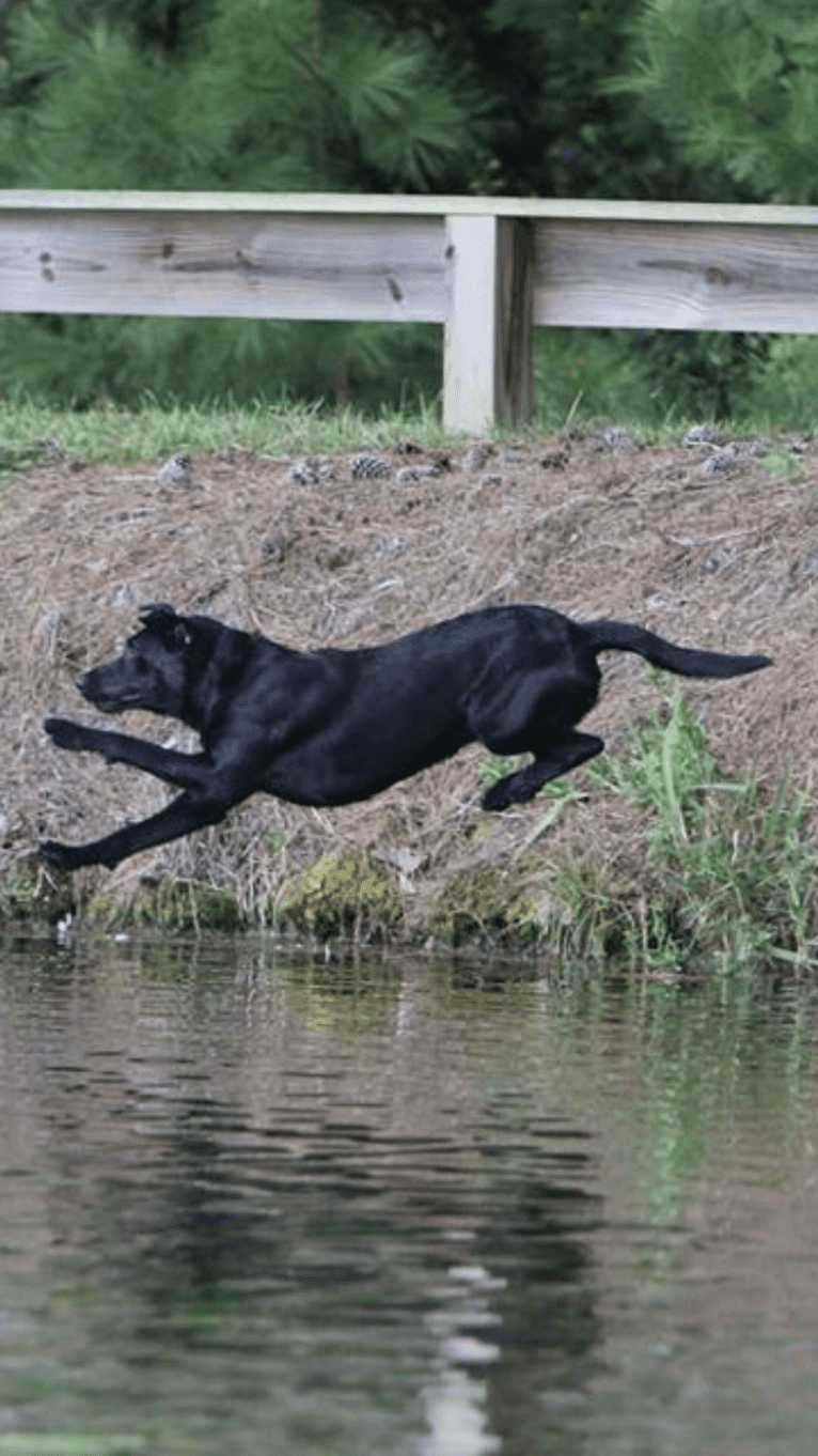 Moe, a Labrador Retriever tested with EmbarkVet.com