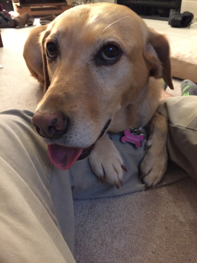 Sadie, a Labrador Retriever and American Bulldog mix tested with EmbarkVet.com