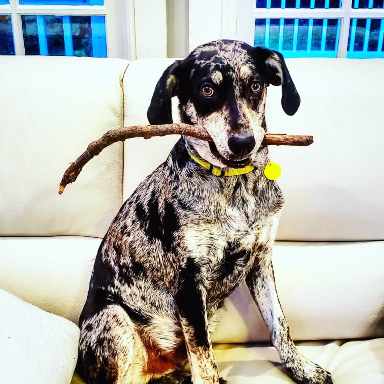 Elliott Mahomes Rinehart Phipps, a Catahoula Leopard Dog and Australian Shepherd mix tested with EmbarkVet.com