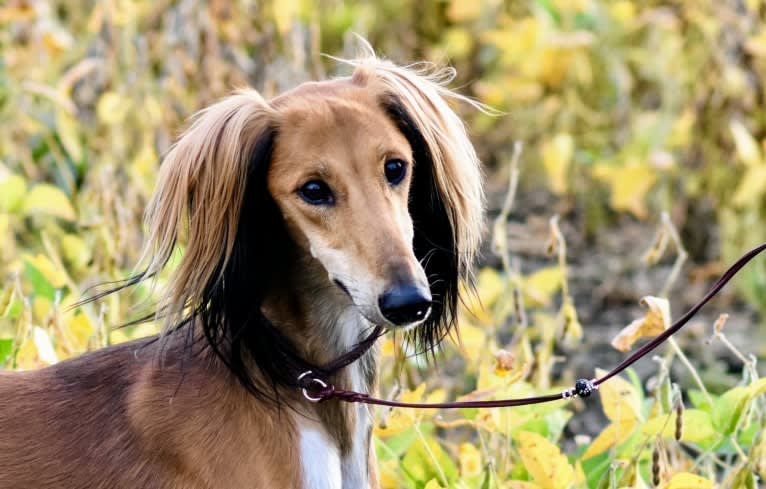 Chromie, a Saluki tested with EmbarkVet.com