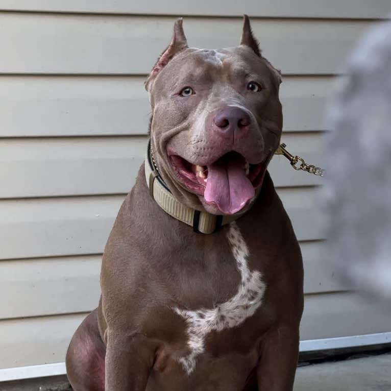 Raya, an American Bully tested with EmbarkVet.com