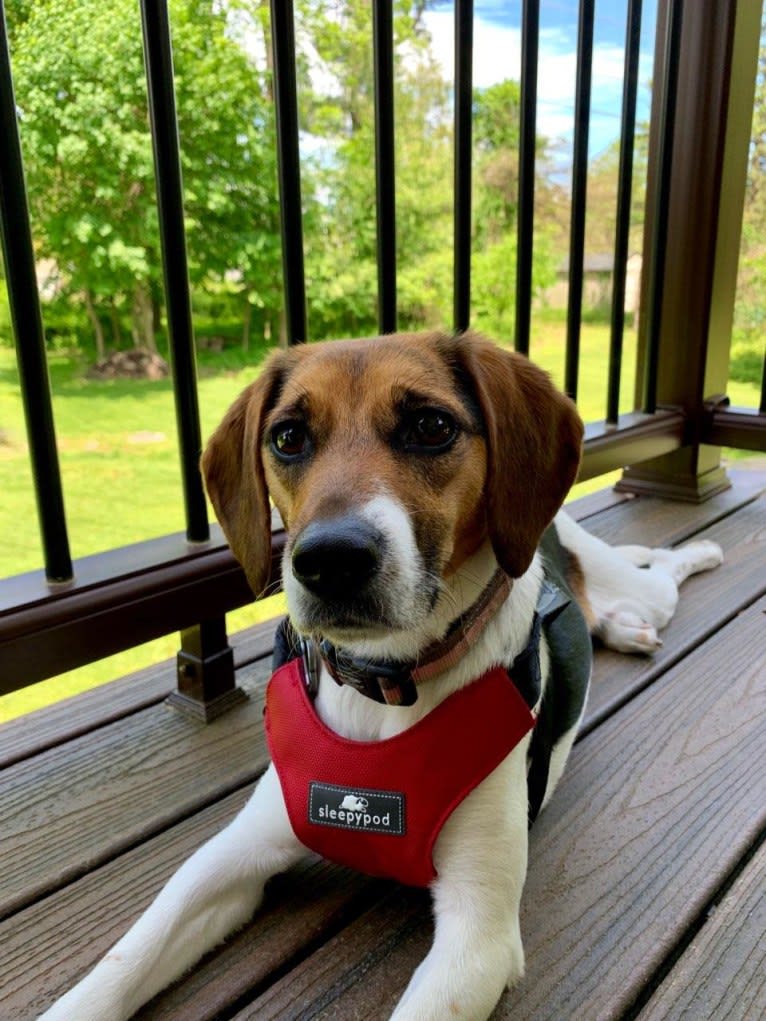 Freckles, a Beagle and German Shepherd Dog mix tested with EmbarkVet.com