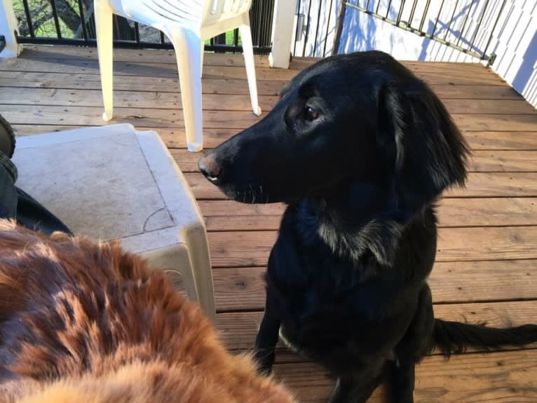 Big, a Flat-Coated Retriever tested with EmbarkVet.com