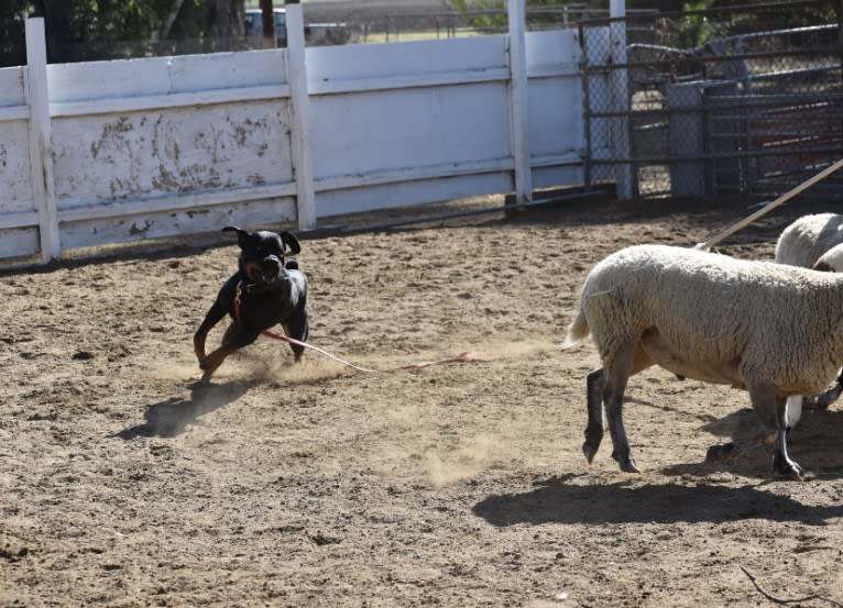 Wüstenhaus Samson, a Rottweiler tested with EmbarkVet.com