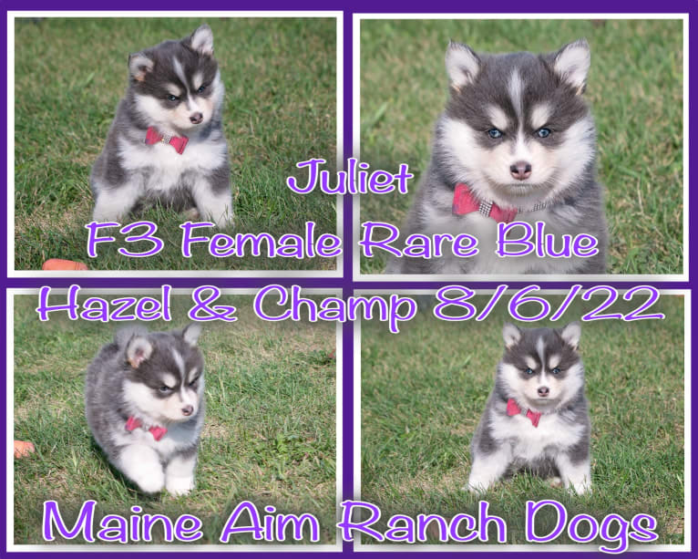 Aspen/Juliet, a Pomsky tested with EmbarkVet.com