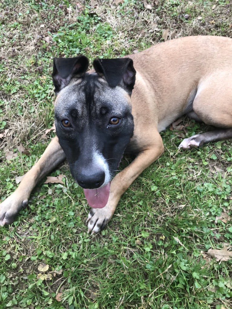 Zira, an American Pit Bull Terrier and German Shepherd Dog mix tested with EmbarkVet.com