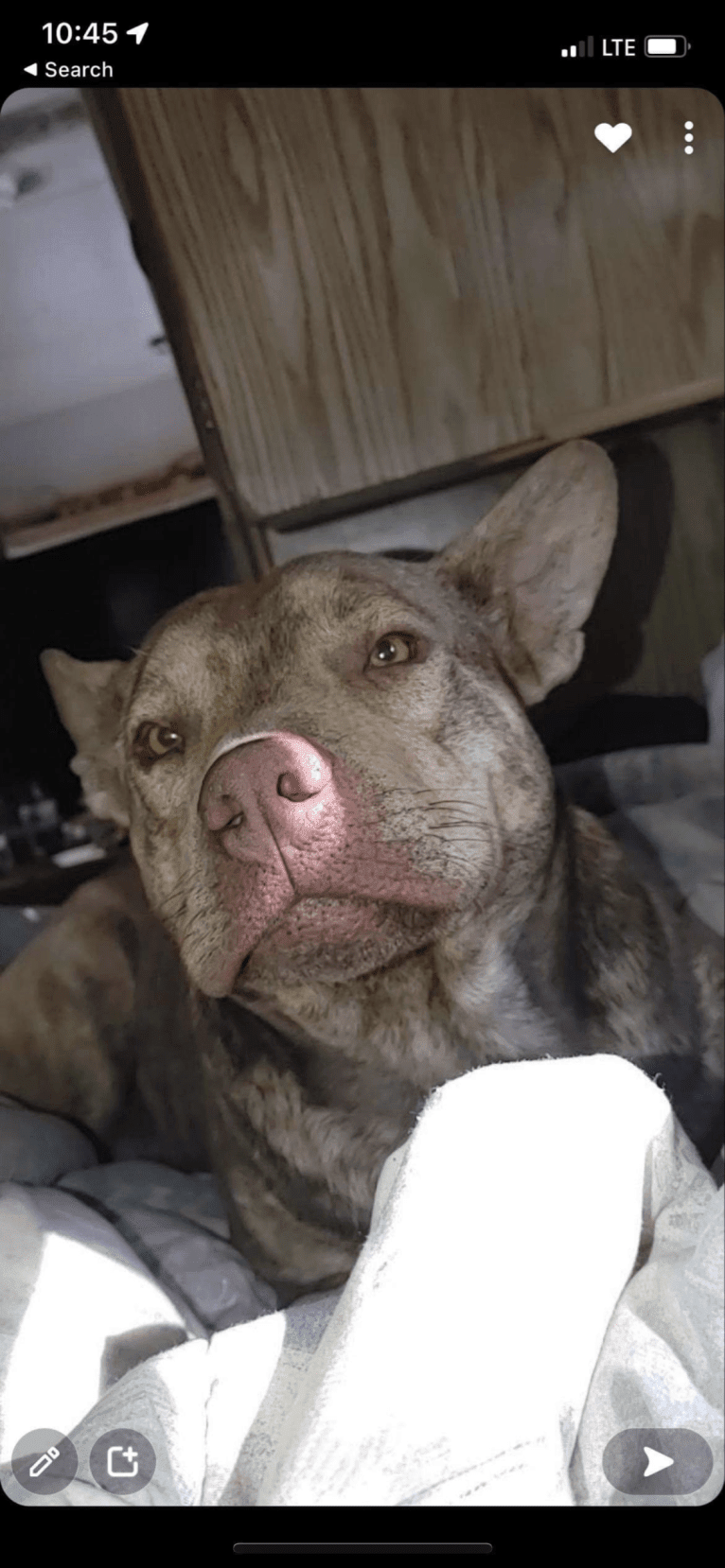 Duke, an American Pit Bull Terrier and Siberian Husky mix tested with EmbarkVet.com