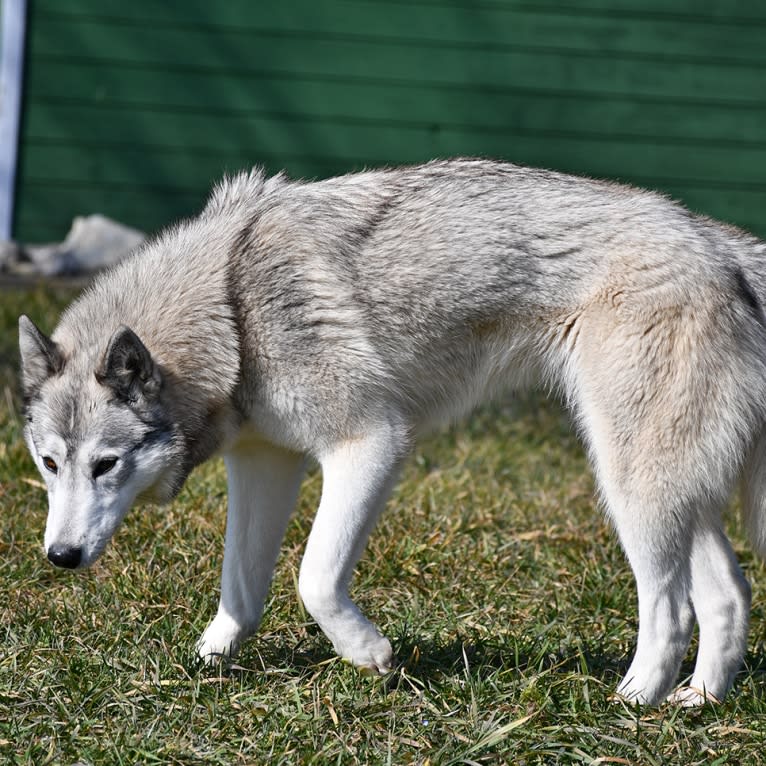Astra, a Siberian Husky and Belgian Sheepdog mix tested with EmbarkVet.com