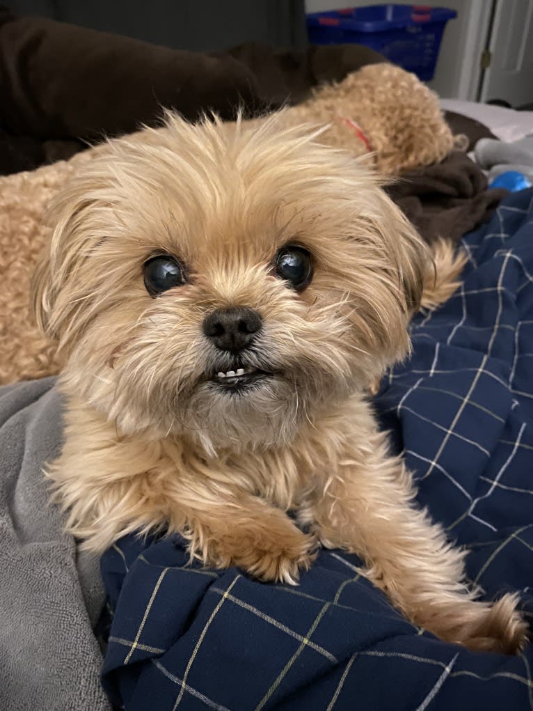 Buddy, a Yorkshire Terrier and Shih Tzu mix tested with EmbarkVet.com