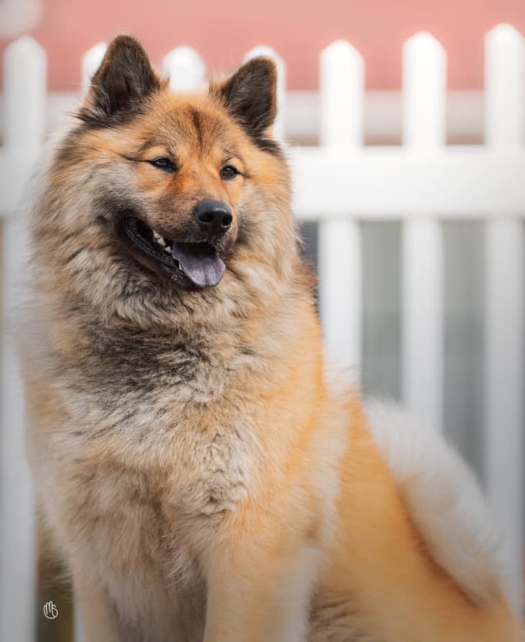 Rhu, an Eurasier tested with EmbarkVet.com