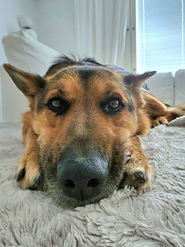 Rafael, a German Shepherd Dog (5.1% unresolved) tested with EmbarkVet.com