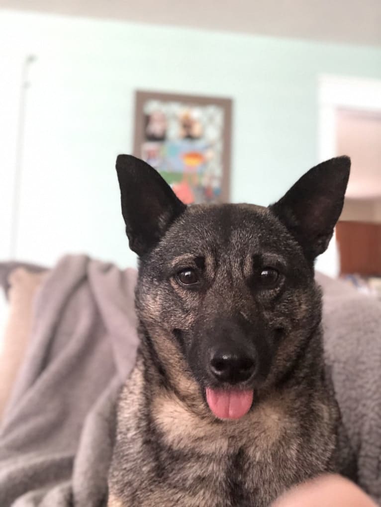 Smokey, a Norwegian Elkhound tested with EmbarkVet.com