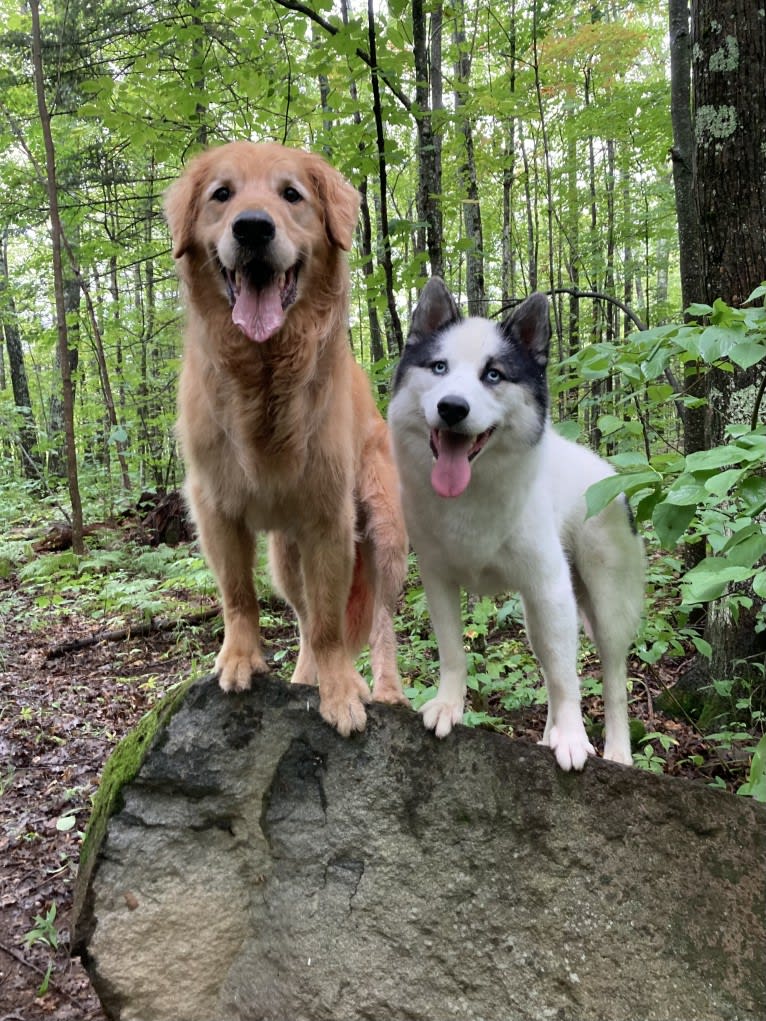 Timber “Gross Manor’s I’ll Be The One You Won’t Forget”, a Golden Retriever tested with EmbarkVet.com