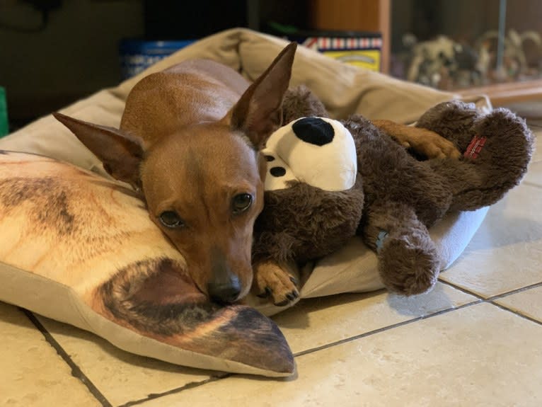 Phoebe, an European Village Dog and Miniature Pinscher mix tested with EmbarkVet.com