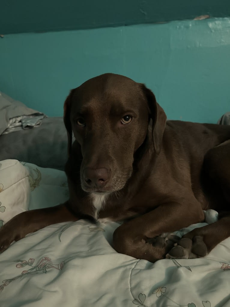 Penny, an American Pit Bull Terrier and English Shepherd mix tested with EmbarkVet.com