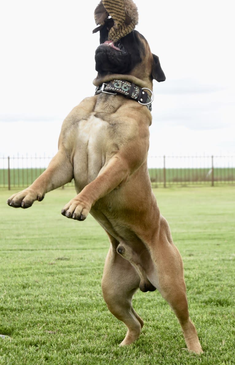 Large Black von T Bone, a Bullmastiff tested with EmbarkVet.com