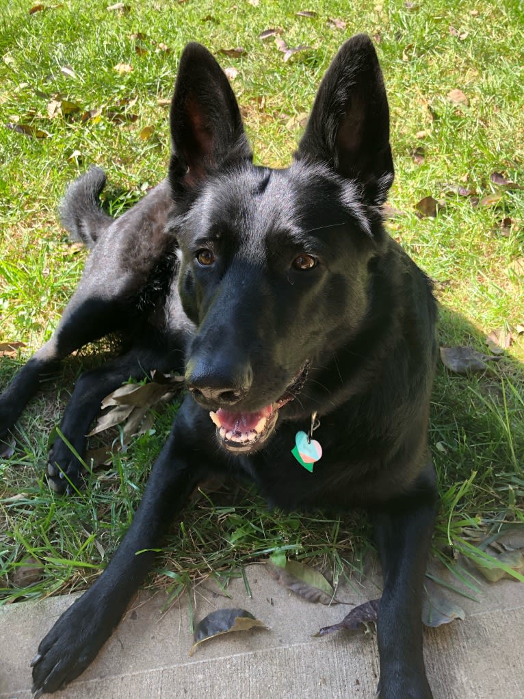 Ramona, a German Shepherd Dog tested with EmbarkVet.com