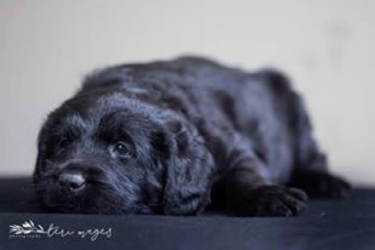 Bryson, a Labrador Retriever and Poodle (Standard) mix tested with EmbarkVet.com