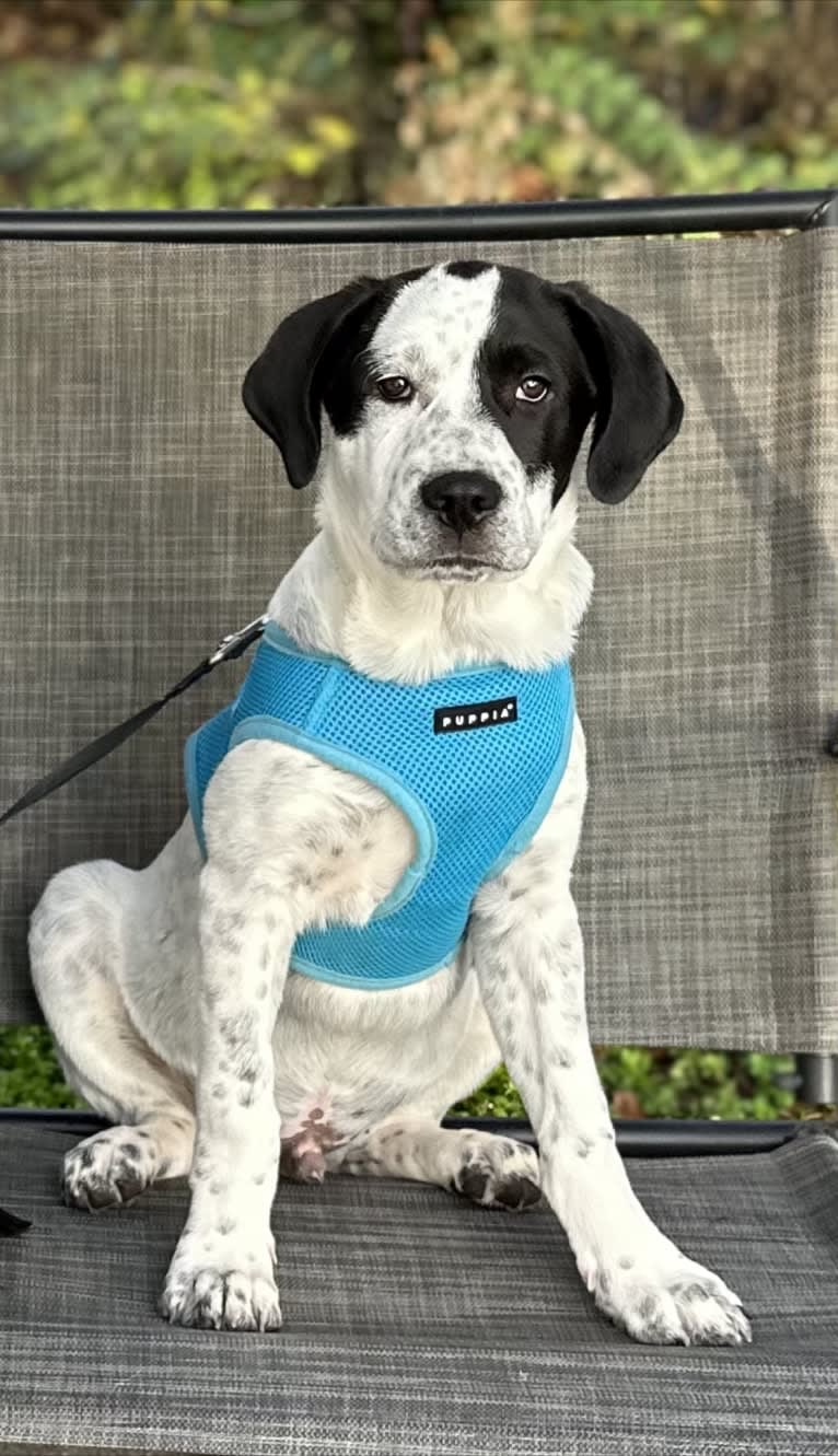 Tate, a Great Pyrenees and American English Coonhound mix tested with EmbarkVet.com