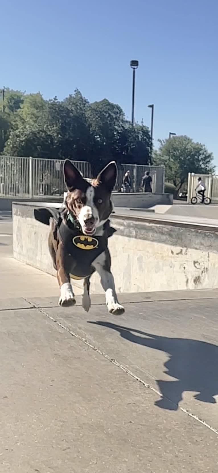 Margo, an Australian Cattle Dog and Border Collie mix tested with EmbarkVet.com