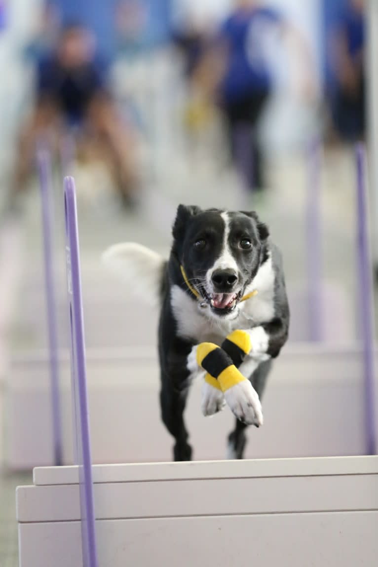 Proven, a Border Collie and Whippet mix tested with EmbarkVet.com