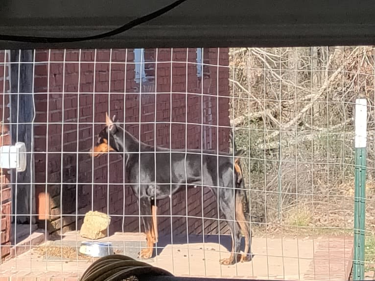 ABBY, a Doberman Pinscher tested with EmbarkVet.com