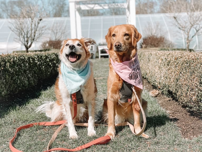 Marley, a Golden Retriever tested with EmbarkVet.com