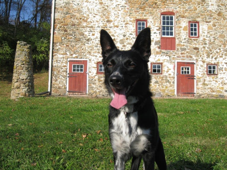 Jett, an Australian Cattle Dog and Border Collie mix tested with EmbarkVet.com