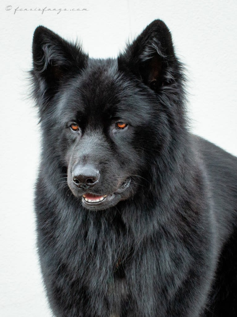 DARYUN, a German Shepherd Dog tested with EmbarkVet.com