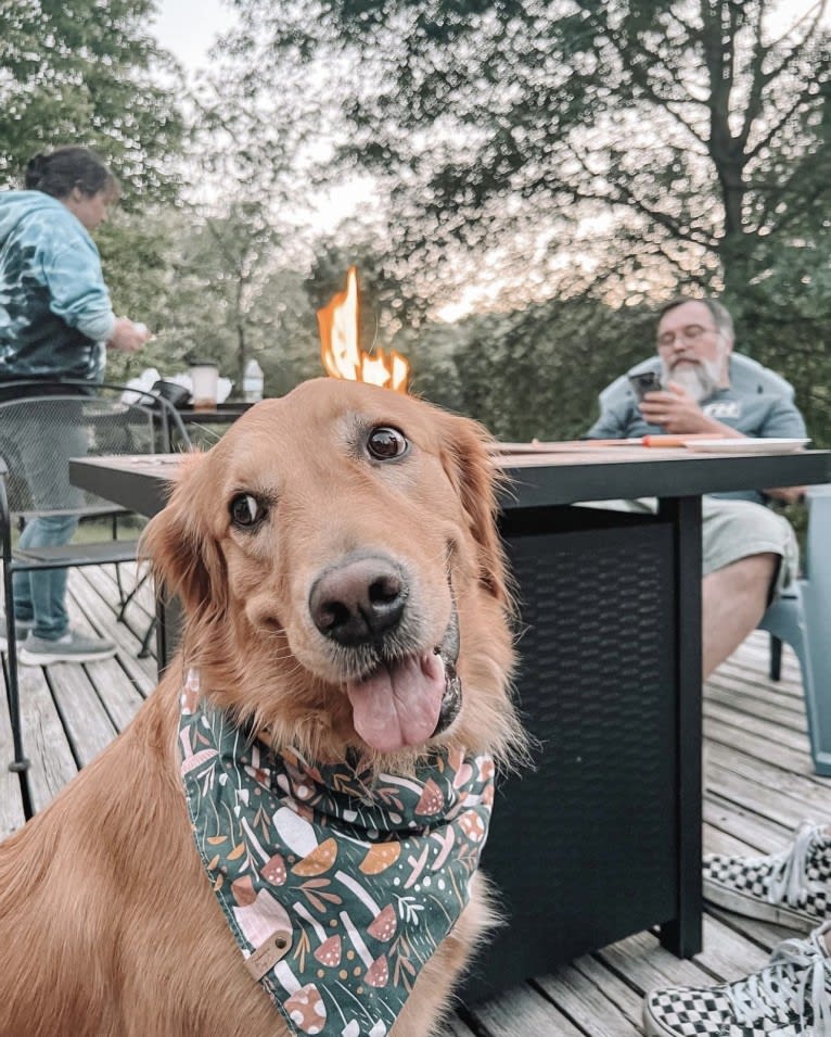 Marley, a Golden Retriever tested with EmbarkVet.com