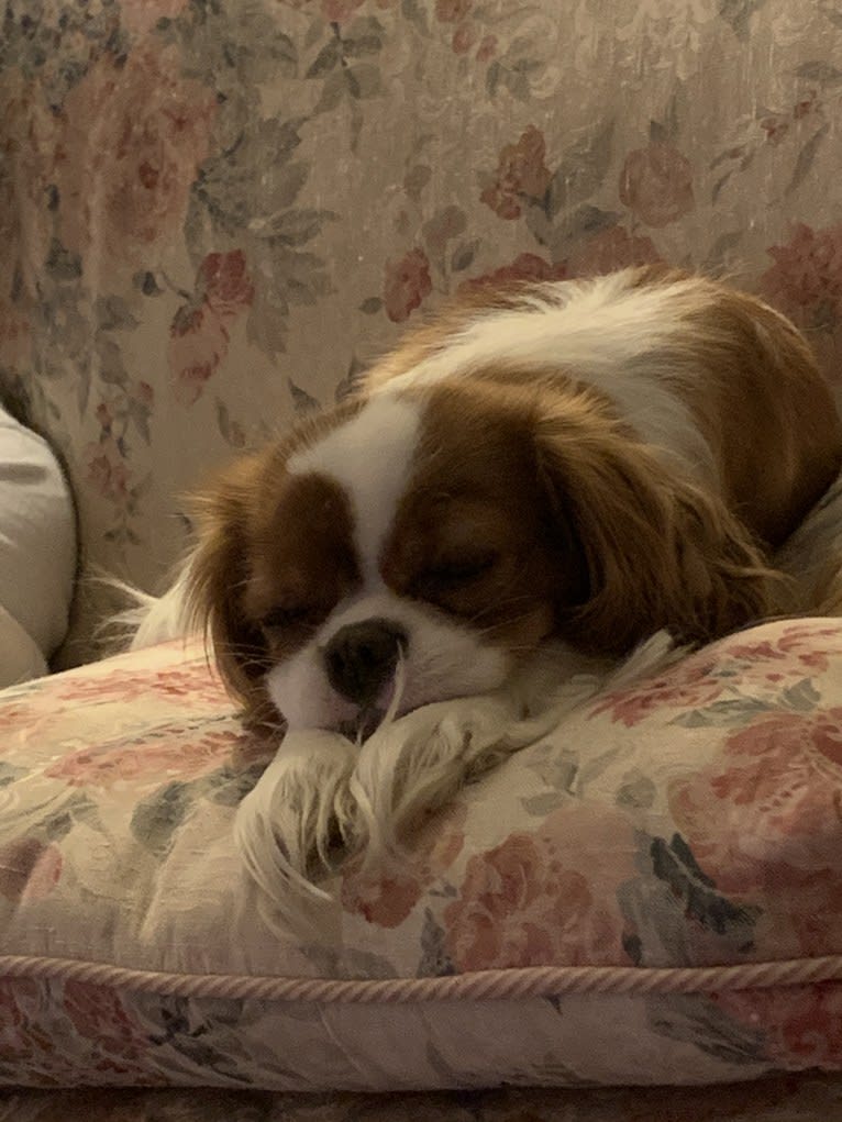 Rose Tyler, a Cavalier King Charles Spaniel tested with EmbarkVet.com