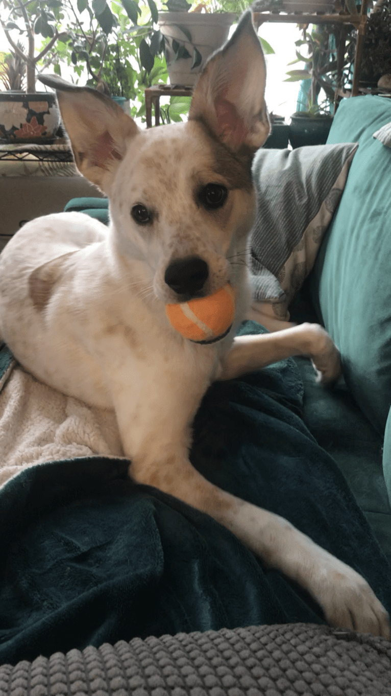 Millie, an Australian Cattle Dog and Great Pyrenees mix tested with EmbarkVet.com