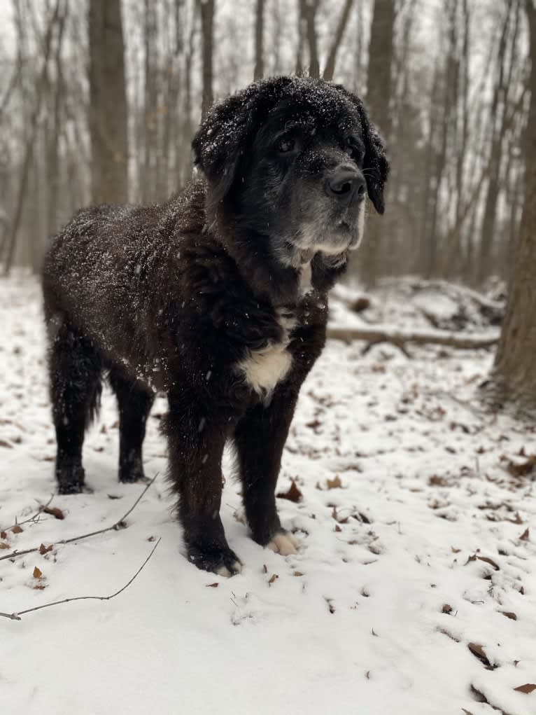 Dali, a Saint Bernard and Golden Retriever mix tested with EmbarkVet.com