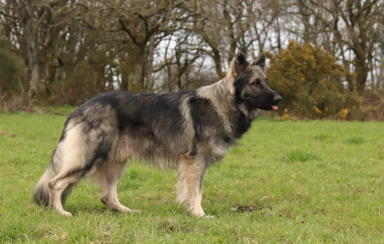 Siriüs, a German Shepherd Dog tested with EmbarkVet.com