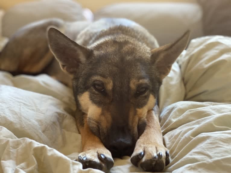 Wylie, a Southeast Asian Village Dog tested with EmbarkVet.com