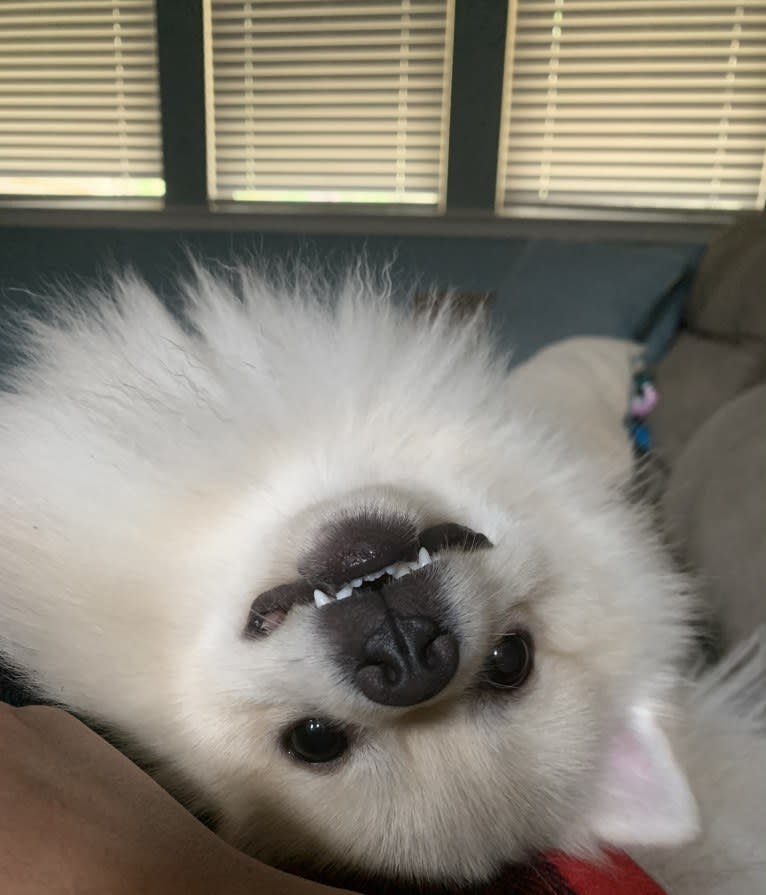 Koda, a Pomeranian tested with EmbarkVet.com