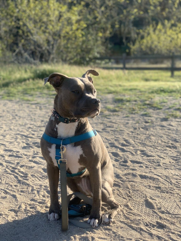 Indigo, an American Bully tested with EmbarkVet.com