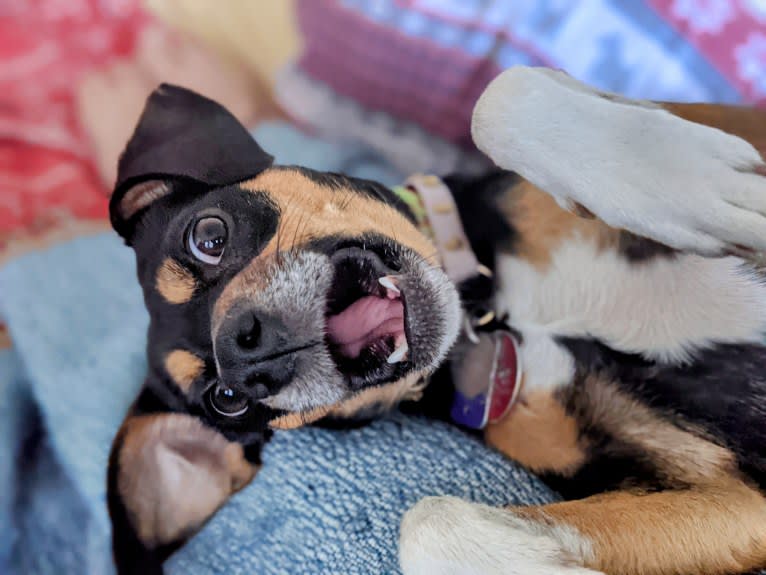 SJ's Clever Girl "Jyn", a Russell-type Terrier and Beagle mix tested with EmbarkVet.com