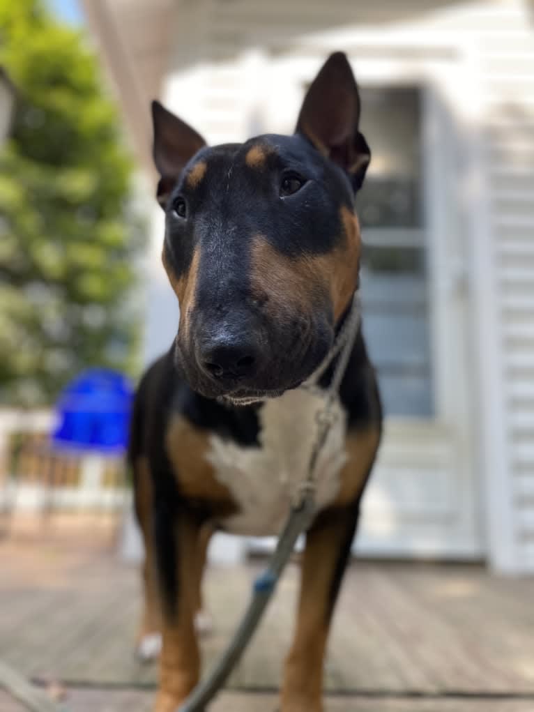 Barrington Sterling Edwards, a Bull Terrier tested with EmbarkVet.com