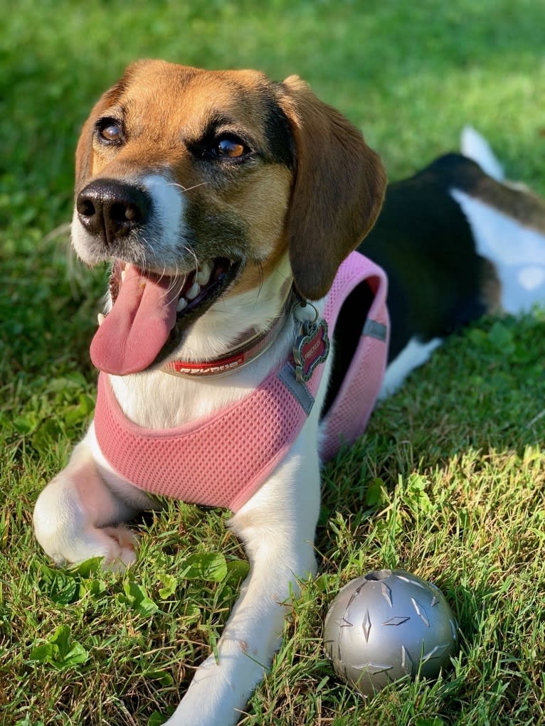 Freckles, a Beagle and German Shepherd Dog mix tested with EmbarkVet.com