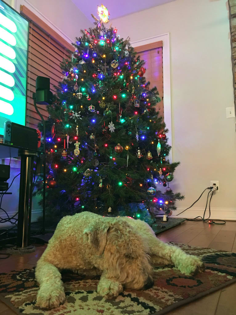 Bentley, a Soft Coated Wheaten Terrier tested with EmbarkVet.com