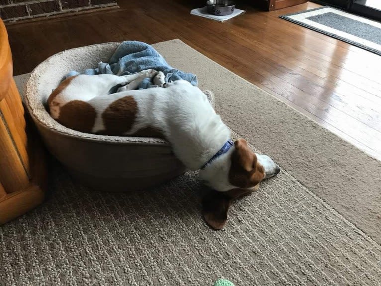 Barney, a Basset Hound and Treeing Walker Coonhound mix tested with EmbarkVet.com